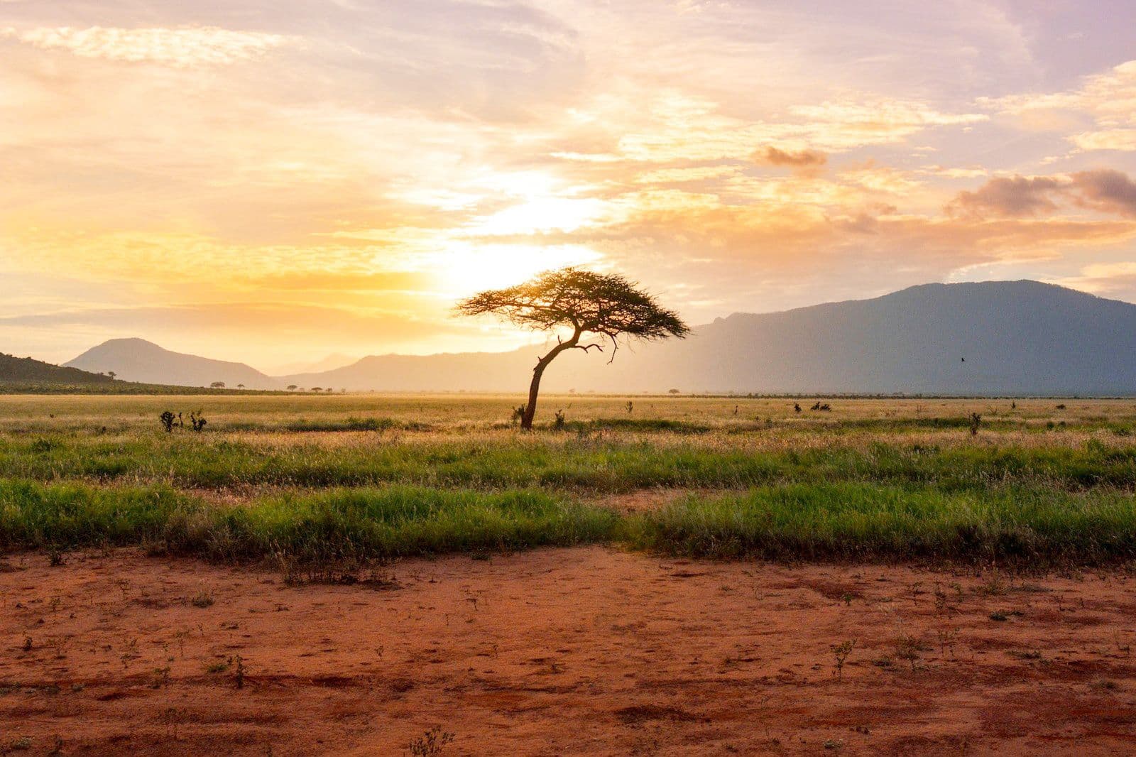 Top eSIM Plans in Africa Background